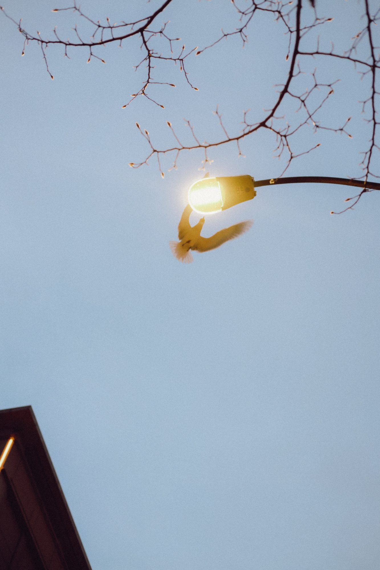 A bird flying past a lit streetlamp against a dusk sky, bare branches overhead.