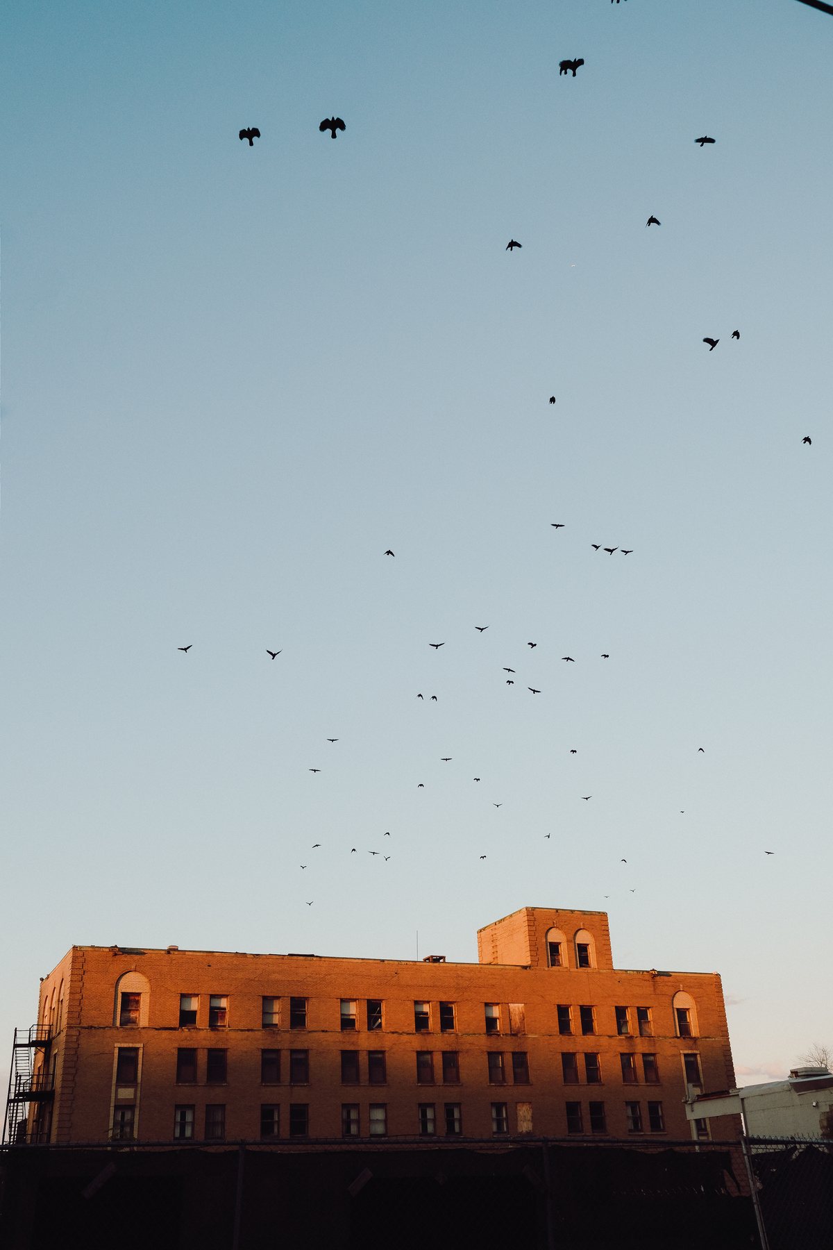 A flock of birds scattered across a dusk sky above the silhouette of an old brick building.